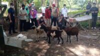 Program Kelompok Ternak Kambing, Yanto: Kami Sebagai Masyarakat Senang