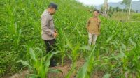 Polres Pakpak Bharat Melakukan Pemeriksaan Lahan Ketahanan Pangan di Wilayah Kabupaten Pakpak Bharat