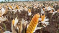 Bulog Targetkan Serap 10 Ribu Ton Jagung Petani Dompu