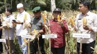 Wakil Bupati Aceh Singkil Panen Jagung Bersama Forkompinda di Sanggaberu