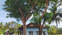 Gegara Akar Pohon Besar, Bangunan UPT Puskesmas Darul Ihsan jadi Rusak