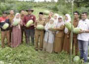 Dukung Sektor Pertanian, Wakil Bupati Aceh Singkil Panen Raya Semangka di Gosong Telaga Barat