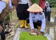 Desa Mandiri Pangan Berkelanjutan, Wakil Bupati Aceh Singkil Pimpin Langsung Kegiatan Tanam Padi