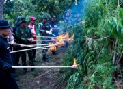 BNN RI Musnahkan 2 Hektare Lahan Ganja di Aceh Besar