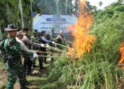 BNN Musnahkan 69 Ton Ganja di Aceh Utara