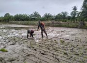 Dukung Peningkatan Produksi Pangan di Babahrot, Babinsa Turun Sawah Bantu Petani Tanam Padi