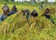 Satgas Yonif 123/Rajawali Bantu Panen Padi Warga di Kampung Emnam, Papua Selatan