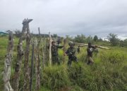 Perkuat Kebersamaan dengan Masyarakat, Satgas Yonif 521/DY Gotong Royong Pembangunan Pagar Pondok Pesantren Al Istiqomah di Walesi