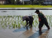Serka Junaedi Dampingi Petani Tanam Padi, Perkuat Ketahanan Pangan Nasional