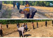 Dukung Swasembada Pangan, Polsek Baolan Kelola Lahan Produktif