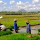 Dibalik Benih Padi, Ada Semangat Babinsa dan Petani Menjaga Ketahanan Pangan