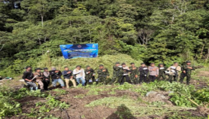 Perangi Narkoba Menyambut HUT ke-81 RI, BNN dan Polres Nagan Raya Musnahkan 30.000 Batang Ganja di Pegunungan Aceh