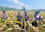 Wujudkan Ketahanan Pangan, Polsek Dampal Utara Panen Raya Jagung di Desa Ogolali