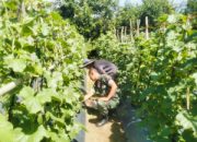 Melon Warga Makin Rapi, Babinsa Turun Langsung Rawat Tanaman